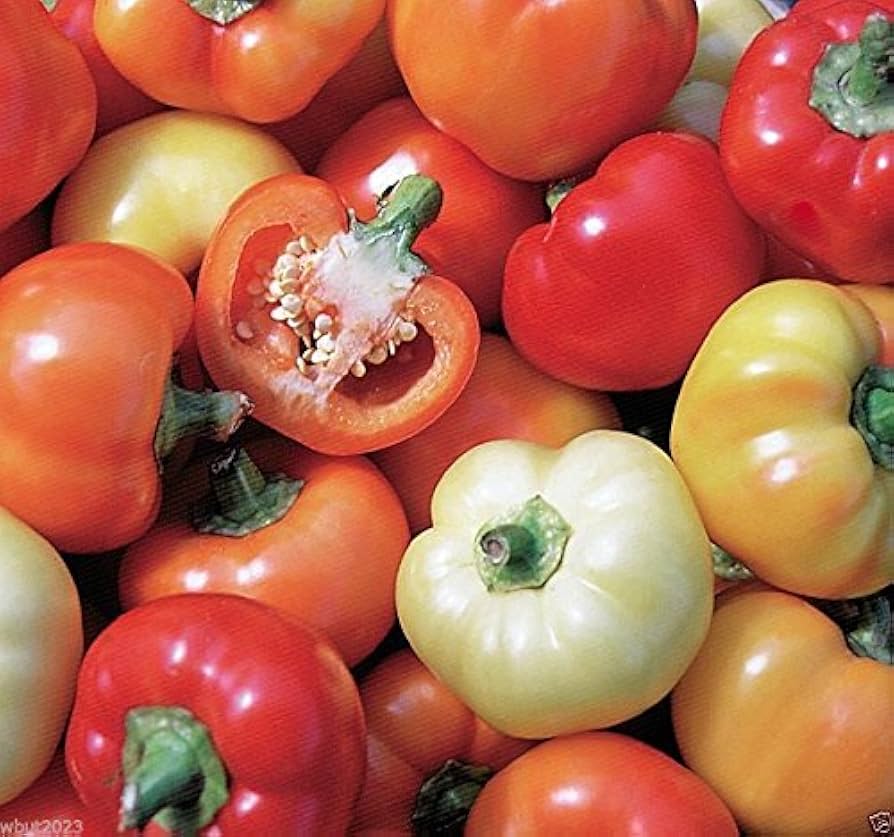 Alma (paprika Capsicum annuum vegetable) for planting in garden